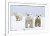 Polar Bear with Two 2-Year-Old Cubs, Bernard Spit, ANWR, Alaska, USA-Steve Kazlowski-Framed Photographic Print