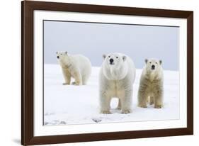 Polar Bear with Two 2-Year-Old Cubs, Bernard Spit, ANWR, Alaska, USA-Steve Kazlowski-Framed Photographic Print