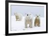 Polar Bear with Two 2-Year-Old Cubs, Bernard Spit, ANWR, Alaska, USA-Steve Kazlowski-Framed Photographic Print