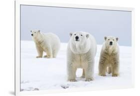 Polar Bear with Two 2-Year-Old Cubs, Bernard Spit, ANWR, Alaska, USA-Steve Kazlowski-Framed Photographic Print