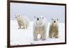 Polar Bear with Two 2-Year-Old Cubs, Bernard Spit, ANWR, Alaska, USA-Steve Kazlowski-Framed Photographic Print