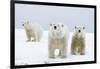 Polar Bear with Two 2-Year-Old Cubs, Bernard Spit, ANWR, Alaska, USA-Steve Kazlowski-Framed Photographic Print