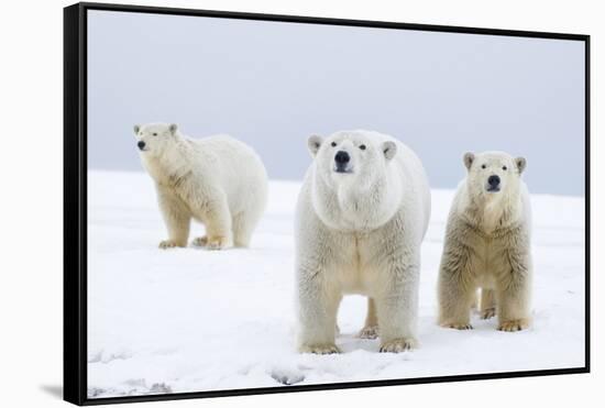 Polar Bear with Two 2-Year-Old Cubs, Bernard Spit, ANWR, Alaska, USA-Steve Kazlowski-Framed Stretched Canvas