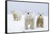 Polar Bear with Two 2-Year-Old Cubs, Bernard Spit, ANWR, Alaska, USA-Steve Kazlowski-Framed Stretched Canvas