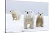 Polar Bear with Two 2-Year-Old Cubs, Bernard Spit, ANWR, Alaska, USA-Steve Kazlowski-Stretched Canvas