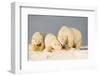 Polar Bear with Two 2-Year-Old Cubs, Bernard Spit, ANWR, Alaska, USA-Steve Kazlowski-Framed Photographic Print