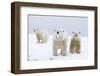 Polar Bear with Two 2-Year-Old Cubs, Bernard Spit, ANWR, Alaska, USA-Steve Kazlowski-Framed Premium Photographic Print