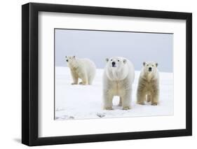 Polar Bear with Two 2-Year-Old Cubs, Bernard Spit, ANWR, Alaska, USA-Steve Kazlowski-Framed Premium Photographic Print