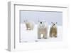 Polar Bear with Two 2-Year-Old Cubs, Bernard Spit, ANWR, Alaska, USA-Steve Kazlowski-Framed Premium Photographic Print