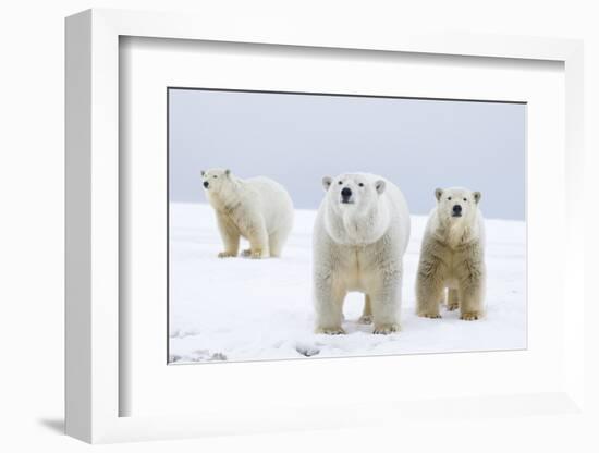 Polar Bear with Two 2-Year-Old Cubs, Bernard Spit, ANWR, Alaska, USA-Steve Kazlowski-Framed Photographic Print