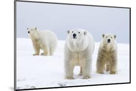 Polar Bear with Two 2-Year-Old Cubs, Bernard Spit, ANWR, Alaska, USA-Steve Kazlowski-Mounted Photographic Print