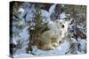 Polar Bear with Two Cubs, in Snow-null-Stretched Canvas