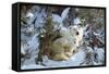 Polar Bear with Two Cubs, in Snow-null-Framed Stretched Canvas