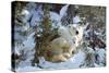 Polar Bear with Two Cubs, in Snow-null-Stretched Canvas
