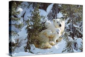 Polar Bear with Two Cubs, in Snow-null-Stretched Canvas