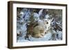 Polar Bear with Two Cubs, in Snow-null-Framed Photographic Print