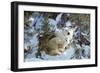 Polar Bear with Two Cubs, in Snow-null-Framed Photographic Print