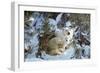 Polar Bear with Two Cubs, in Snow-null-Framed Photographic Print