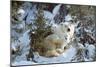 Polar Bear with Two Cubs, in Snow-null-Mounted Photographic Print