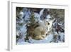 Polar Bear with Two Cubs, in Snow-null-Framed Photographic Print