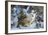 Polar Bear with Two Cubs, in Snow-null-Framed Photographic Print