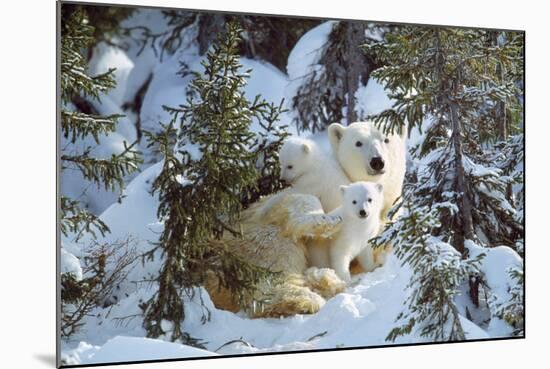 Polar Bear with Two Cubs, in Snow-null-Mounted Photographic Print