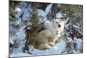 Polar Bear with Two Cubs, in Snow-null-Mounted Photographic Print