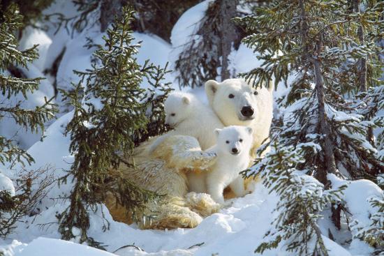 Premium Photographic Print, , large