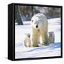 Polar Bear with Two Cubs-null-Framed Stretched Canvas