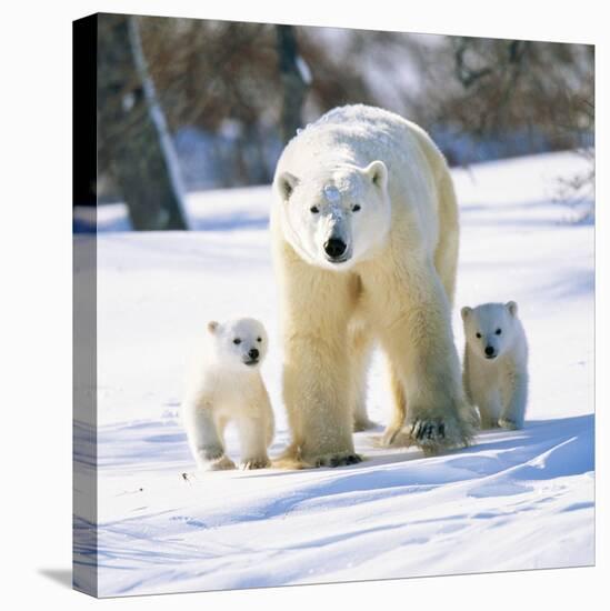 Polar Bear with Two Cubs-null-Stretched Canvas