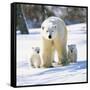 Polar Bear with Two Cubs-null-Framed Stretched Canvas