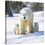 Polar Bear with Two Cubs-null-Stretched Canvas