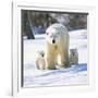 Polar Bear with Two Cubs-null-Framed Photographic Print