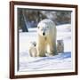 Polar Bear with Two Cubs-null-Framed Photographic Print