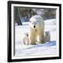 Polar Bear with Two Cubs-null-Framed Photographic Print