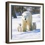 Polar Bear with Two Cubs-null-Framed Photographic Print