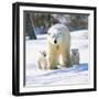 Polar Bear with Two Cubs-null-Framed Photographic Print