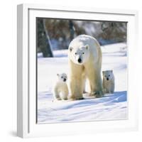 Polar Bear with Two Cubs-null-Framed Photographic Print