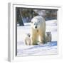 Polar Bear with Two Cubs-null-Framed Photographic Print