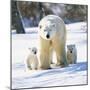 Polar Bear with Two Cubs-null-Mounted Photographic Print