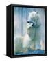 Polar bear yawning in zoo enclosure-Herbert Kehrer-Framed Stretched Canvas