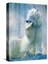 Polar bear yawning in zoo enclosure-Herbert Kehrer-Stretched Canvas