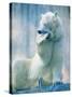 Polar bear yawning in zoo enclosure-Herbert Kehrer-Stretched Canvas