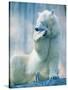 Polar bear yawning in zoo enclosure-Herbert Kehrer-Stretched Canvas