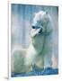 Polar bear yawning in zoo enclosure-Herbert Kehrer-Framed Photographic Print