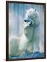 Polar bear yawning in zoo enclosure-Herbert Kehrer-Framed Photographic Print