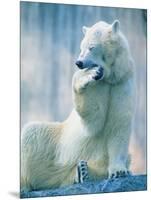 Polar bear yawning in zoo enclosure-Herbert Kehrer-Mounted Photographic Print