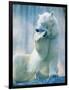 Polar bear yawning in zoo enclosure-Herbert Kehrer-Framed Photographic Print