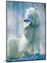 Polar bear yawning in zoo enclosure-Herbert Kehrer-Mounted Photographic Print