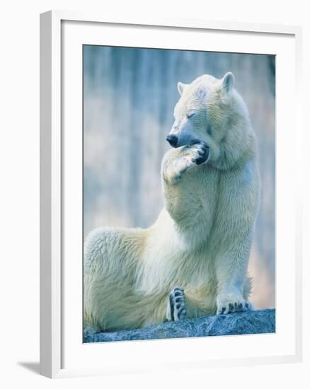 Polar bear yawning in zoo enclosure-Herbert Kehrer-Framed Photographic Print